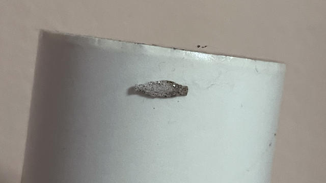 How to get rid of plaster bagworms from your home in Singapore