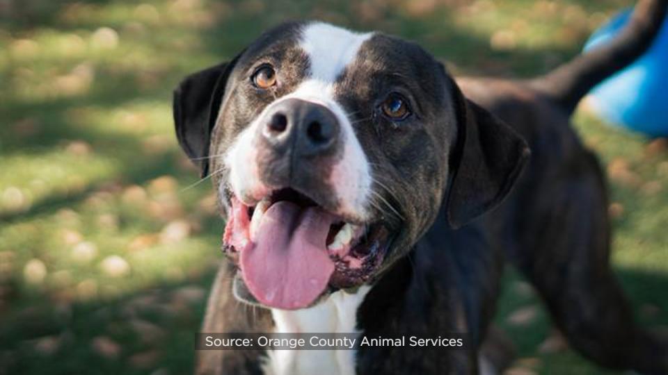 Nicholas, a 3-year-old, 67-pound pup, has called the shelter home for 95 days, making him the shelter’s longest canine resident.