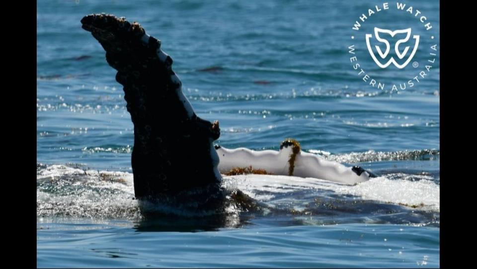 Photos show the huge whales slapping their seaweed-covered fins.