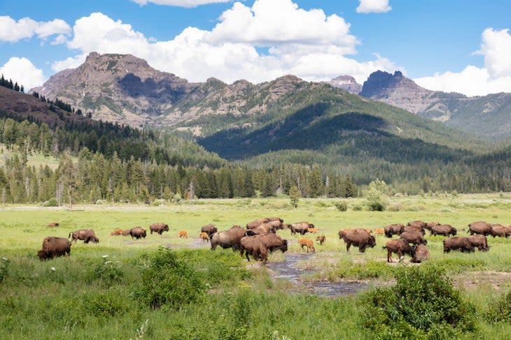 Bison grazing in Lamar Valley near Pebble Creek Campground