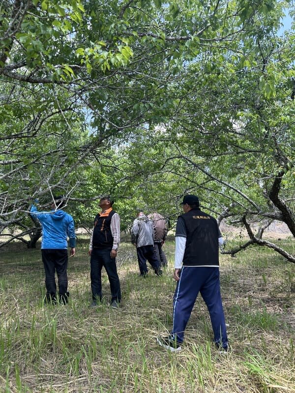 降雨量不足花蓮富里青梅結果率不佳  縣府勘災 近期天氣變化大、降雨量不足，造成花蓮富里鄉梅樹 結果率不佳，鄉公所及農友向花蓮縣政府反應，縣府 5日邀請農業部花蓮區農業改良場、農糧署東區分署 等組成勘災小組至現地勘查。 （花蓮縣政府提供） 中央社記者李先鳳傳真  113年3月6日 