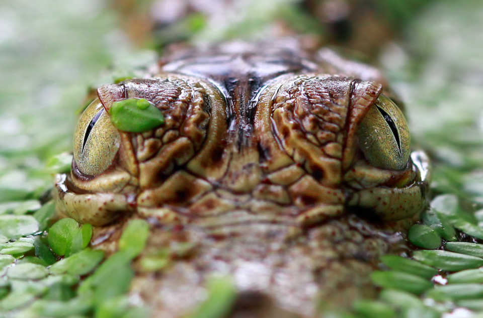 A crocodile is pictured hiding, lurking for its prey in Jakarta, Indonesia.