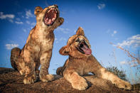 <p>Two lion cubs sing their hearts out at Antelope Park in Zimbabwe. (Photo: David Jenkins/Caters News) </p>