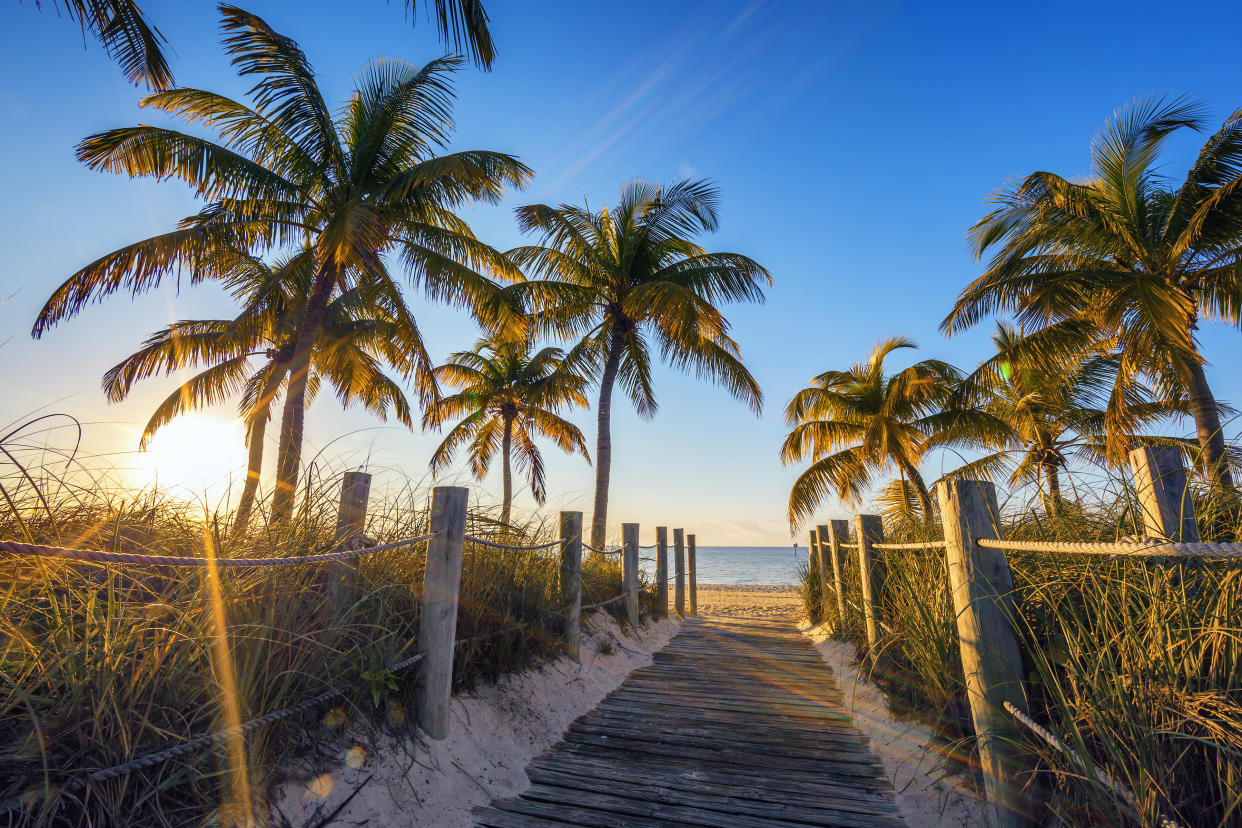  Palms on a sand beach in the Florida Keys. 