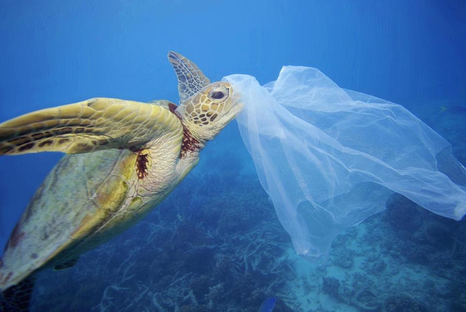 PE（聚乙烯）雖然可以被回收，卻不一定會進入回收系統，反而流入自然環境污染山林、海洋，對野生動物造成危害。© Troy Mayne / Oceanic Imagery Publications