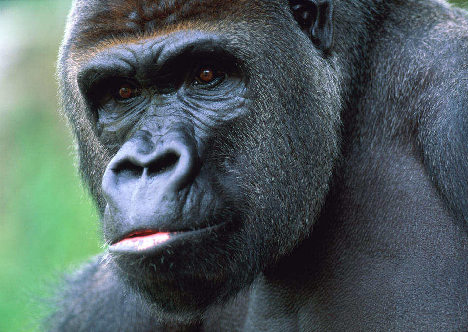 Gorilla