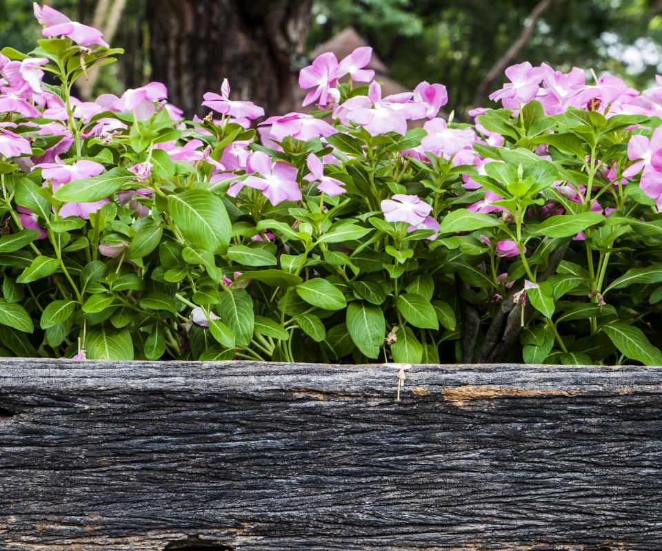 impatiens in wooden planter box