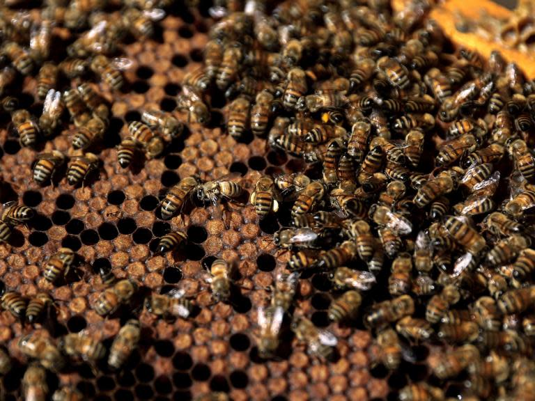 Two children charged with killing half-a-million bees on Iowa farm