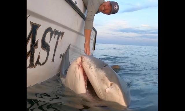 Massive tiger shark landed during 'team-building' fishing trip