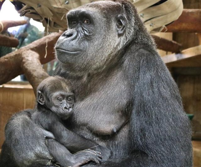 Baby's bad hair day! Three-week-old mountain gorilla sports an