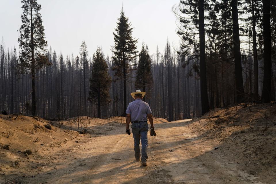 Dave Daley searches for cattle that were lost in the North Complex fire.