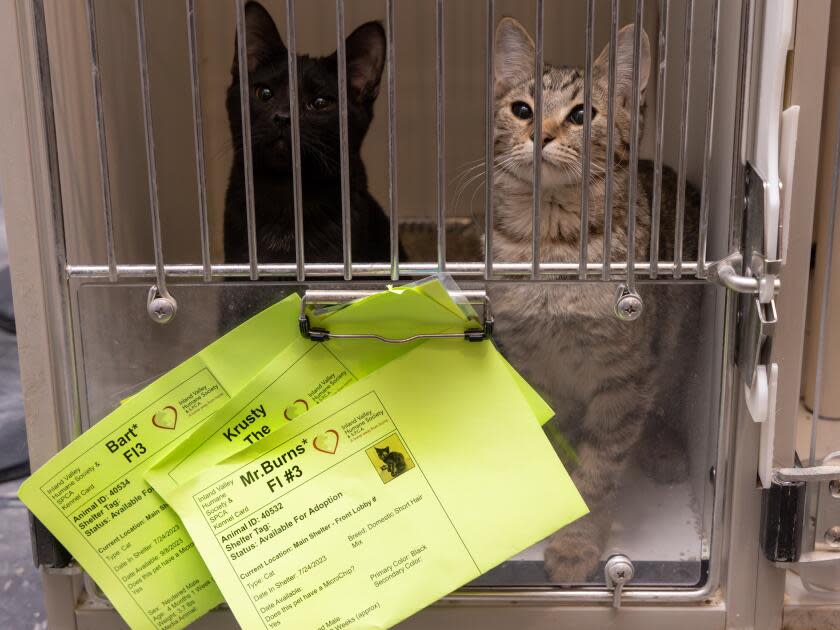 Two cats available for adoption sit in temporary kennels in the lobby of the Inland Valley Humane Society shelter.