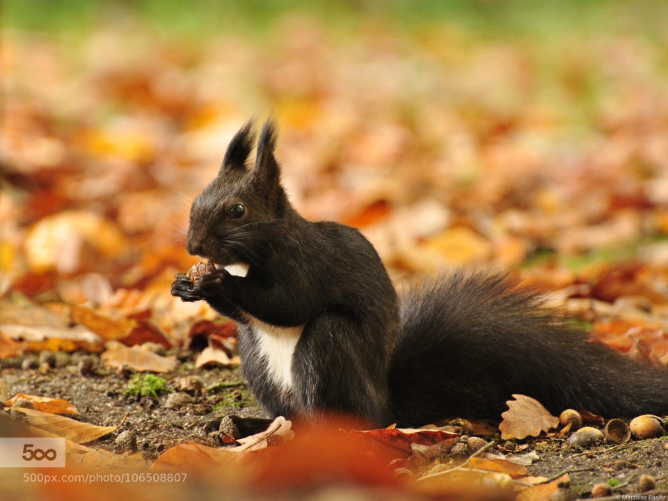 DE: EichhÃ¶rnchen im Herbstlaub  A red squirrel discovered at the Nuremberg zoo where it was browsing the meadows for nuts and seeds, preparing for the winter time. Eurasian red squirrels come in various tones from red to almost black.  Image processing: Image cropped and brightness slightly increased.