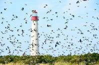 <p>More than 400 species of birds have been seen passing through this narrow peninsula during their spring and fall migrations.</p>