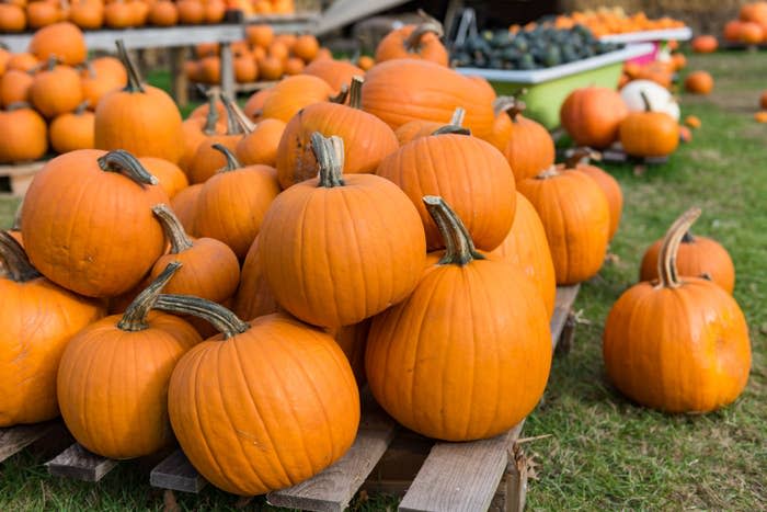 A bunch of pumpkins on display outside