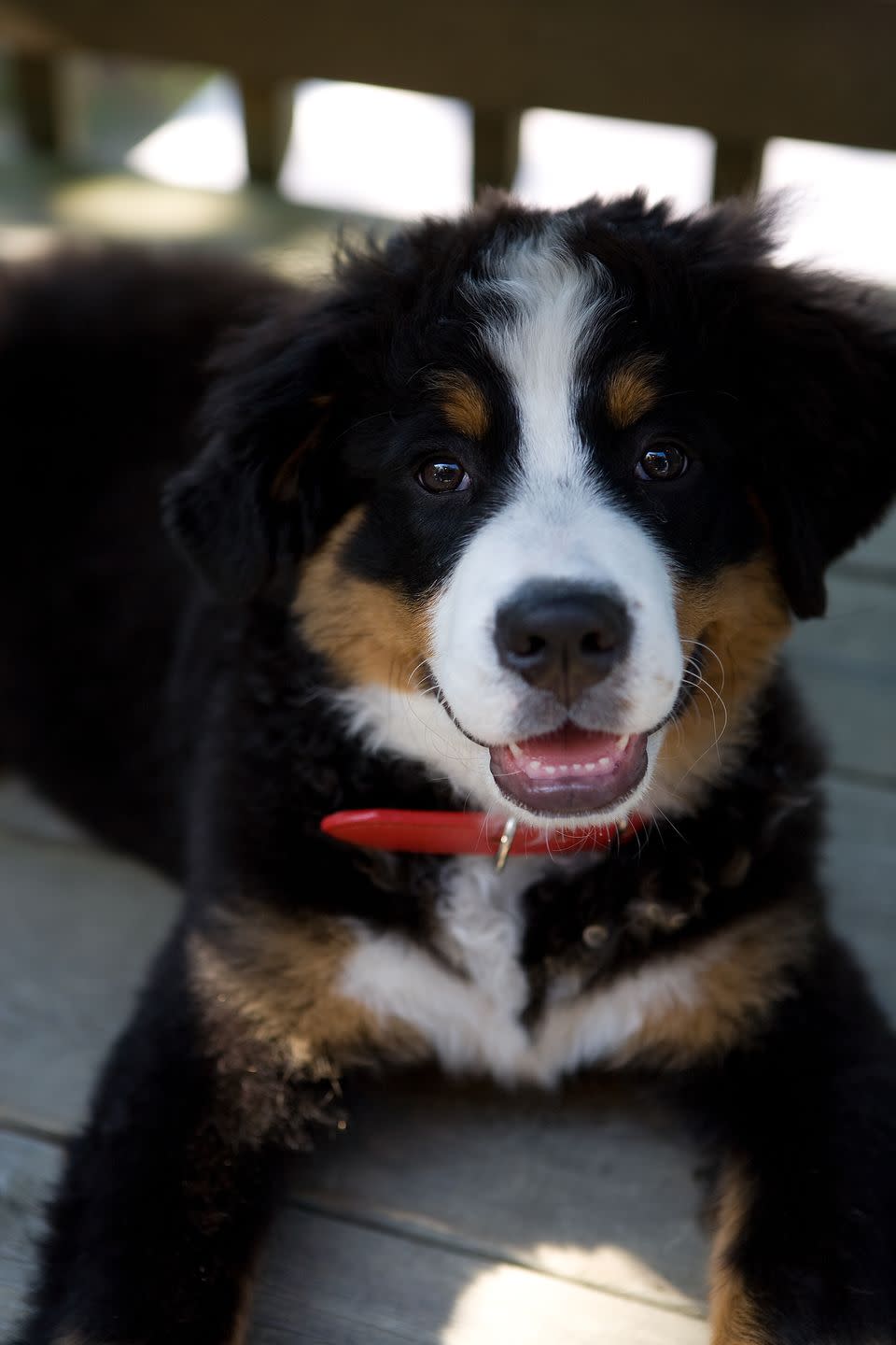 20 best dog breeds for families bernese mountain dog