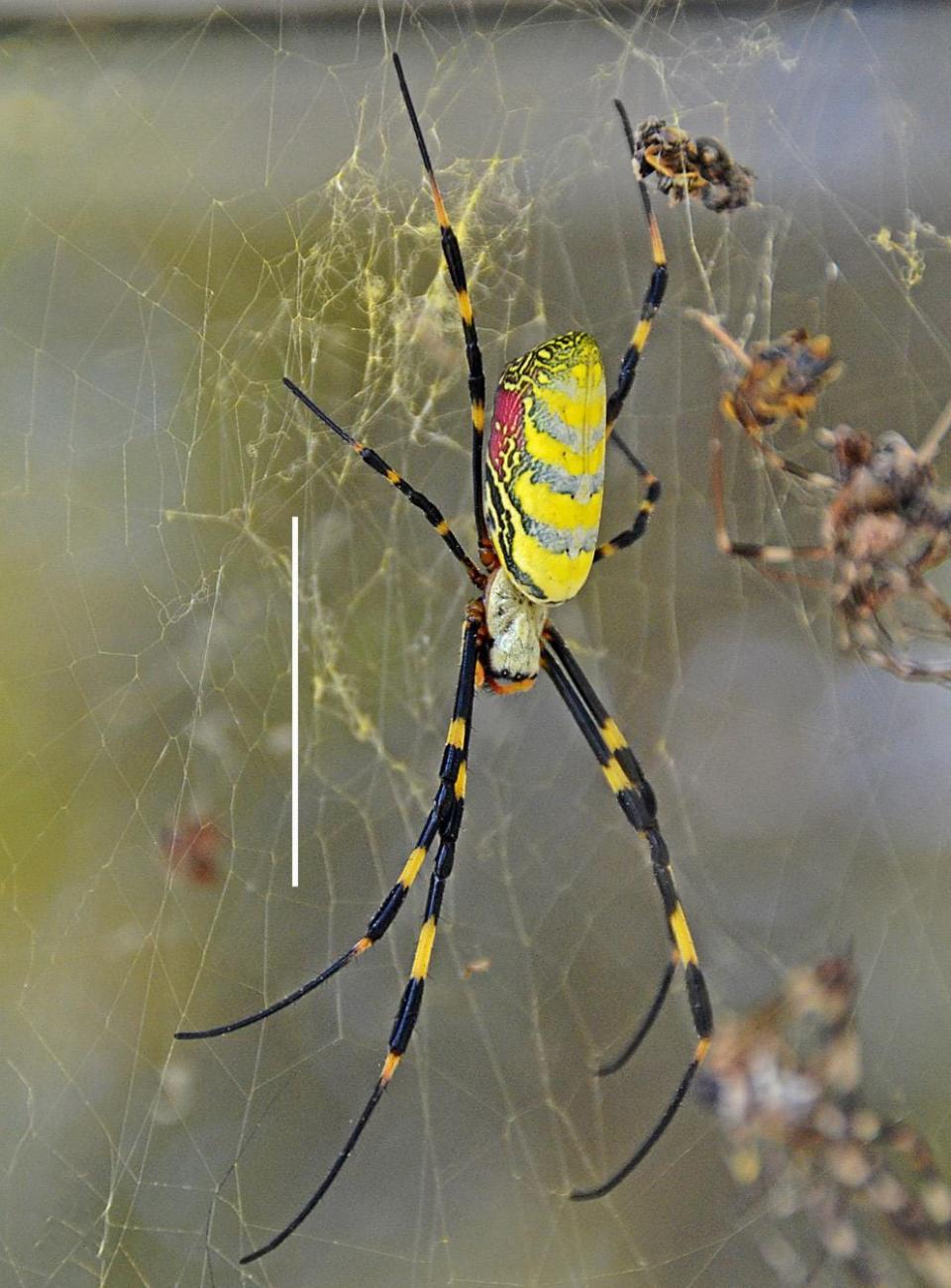 The Joro spider from Asia has settled in Northeast Georgia.