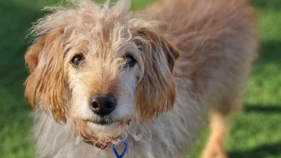 Spikey, a toy poodle and Cocker Spaniel cross