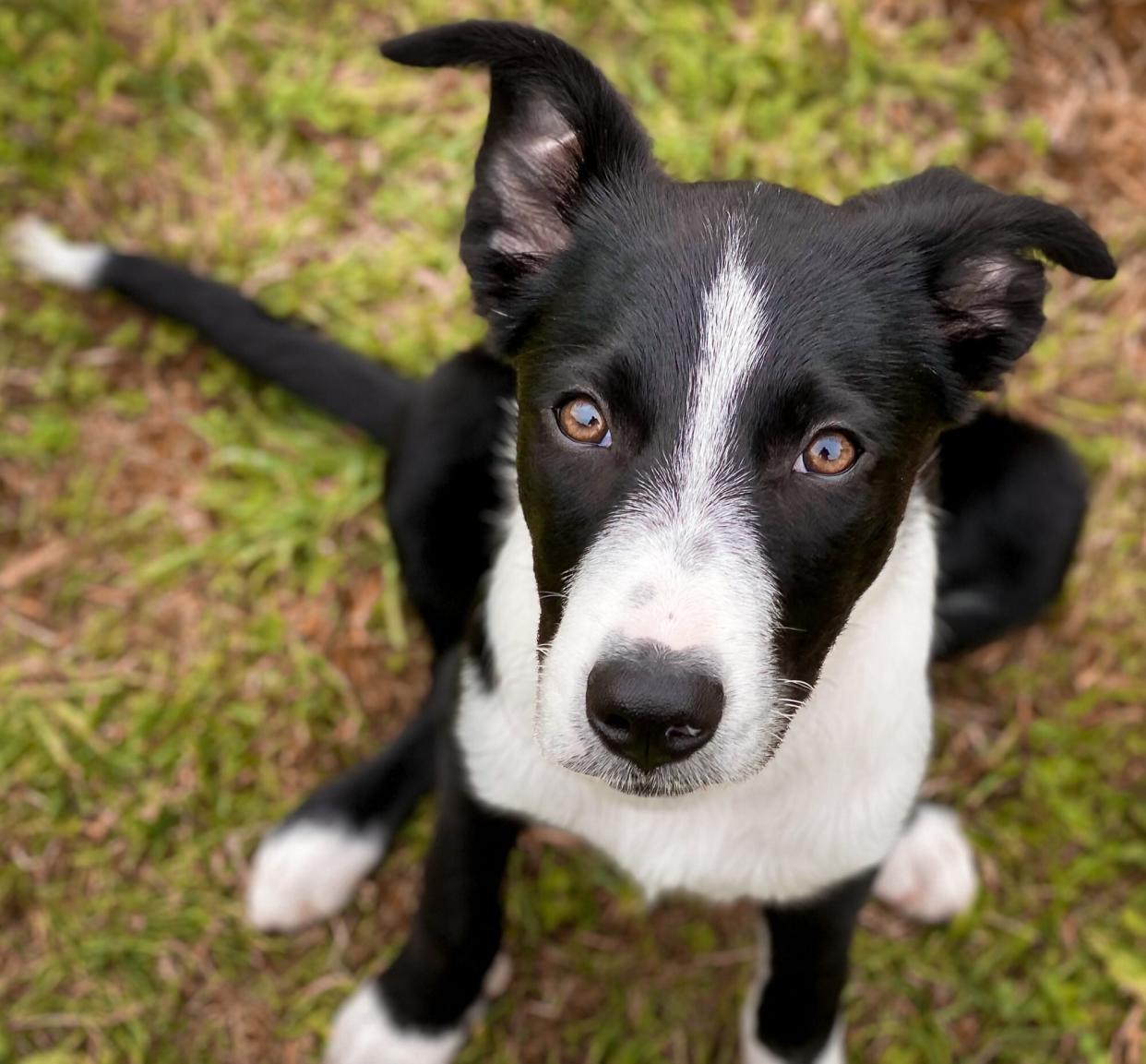 dog looking up at camera; why does my dog smell like fish?