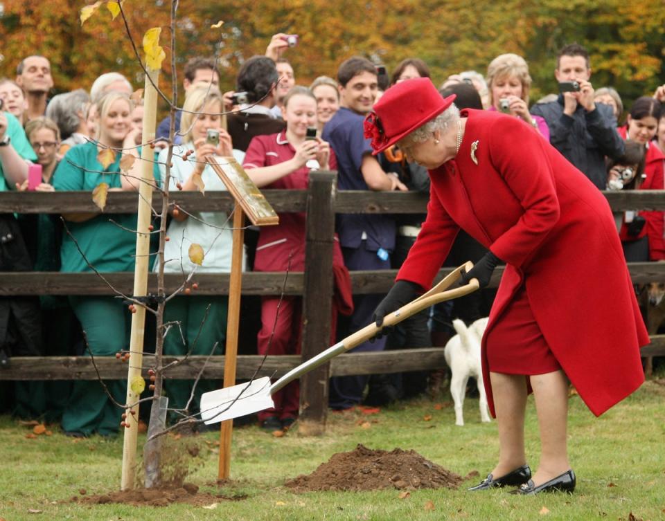 Queen Elizabeth II planting a tree at Newmarket Animal Health Trust, during a royal visit which marked her 50th year as the charity's patron, 2009 (Getty)