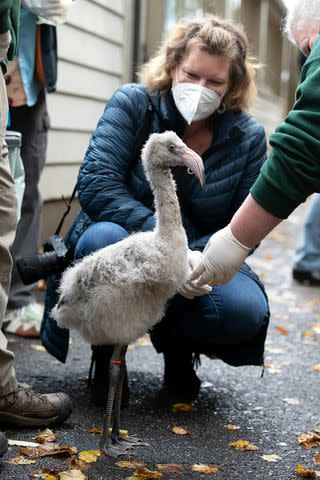 <p>Alaska Airlines</p> Alaska Airlines flight attendant Amber meets one of the flamingos she saved on a flight.