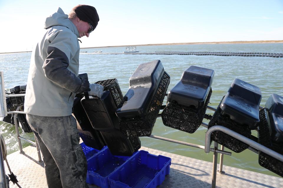 Perry Solomon checks the size of oysters in the Flip Farm basket while harvesting Salt Bomb oysters from their floating oyster farm in the Bull River on January 10.