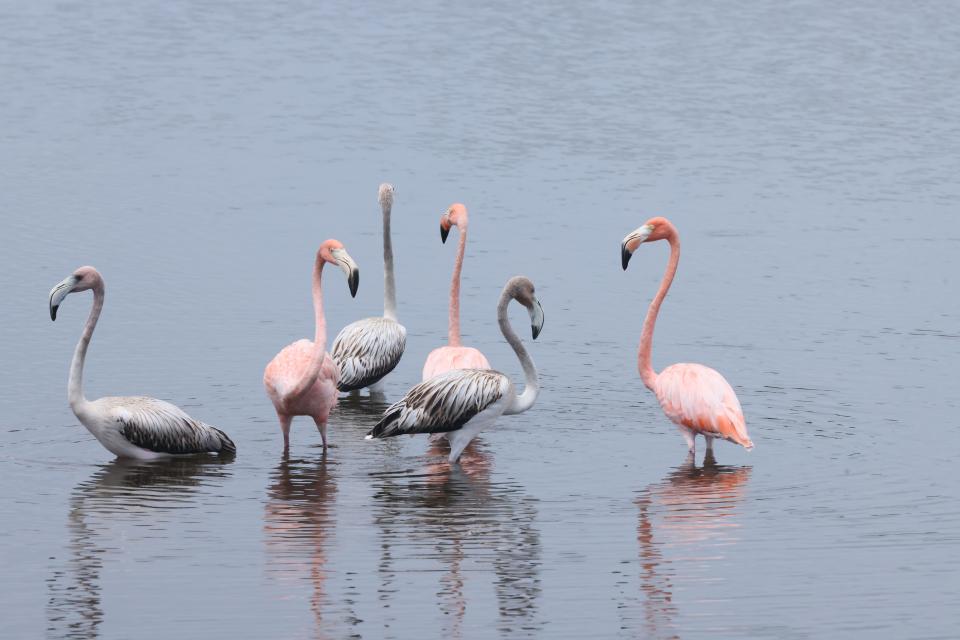 A group of six flamingos, "a flamboyance," was spotted at Lighthouse Pond at the St. Marks National Wildlife Refuge on Thursday, Aug. 31, 2023.