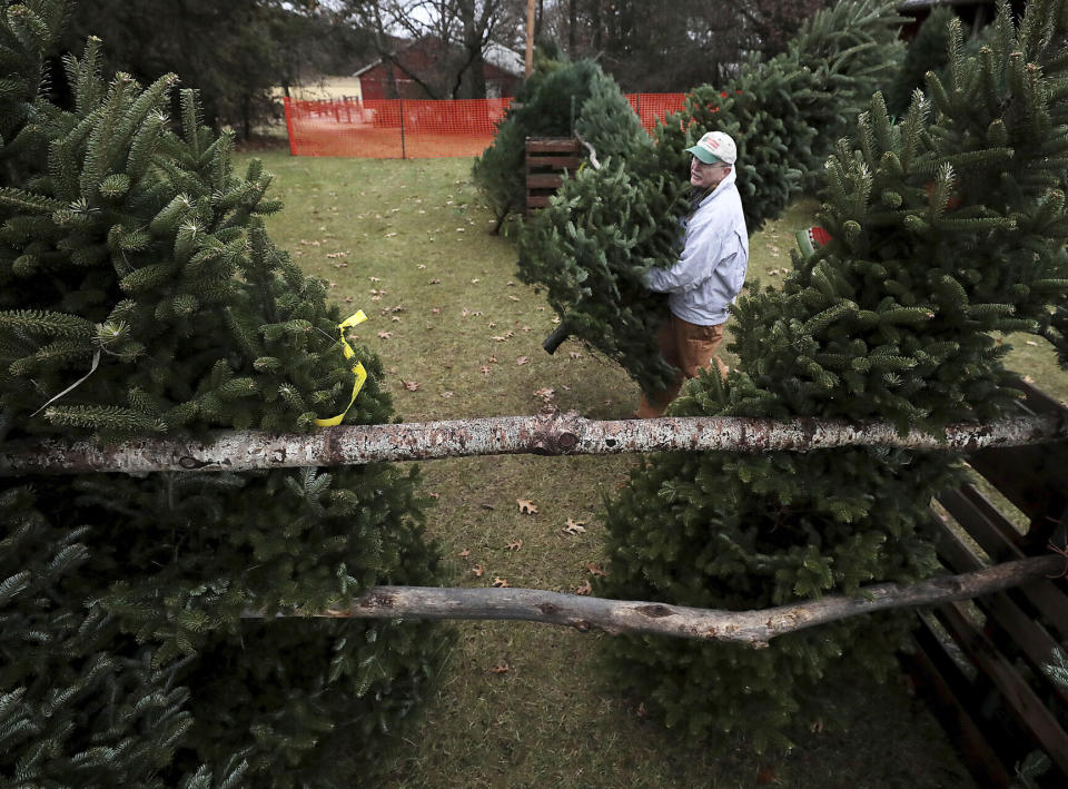 Jim Dohner, owner of Christmas Treeland in Baraboo, Wisconsin, carries a Fraser fir toward a display stand on Nov. 21. (Photo: ASSOCIATED PRESS)