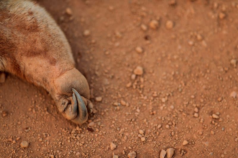 FILE PHOTO: The Wider Image: The mission to save the Amazon's animals