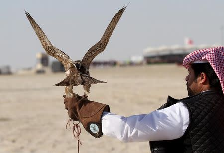 A Qatari man prepares to release his falcon during a falcon contest at Qatar International Falcons and Hunting Festival at Sealine desert, Qatar January 29, 2016. REUTERS/Naseem Zeitoon