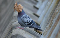 <p>"I was taking pics of pigeons in flight when this leaf landed on the bird's face," says Speirs.</p>