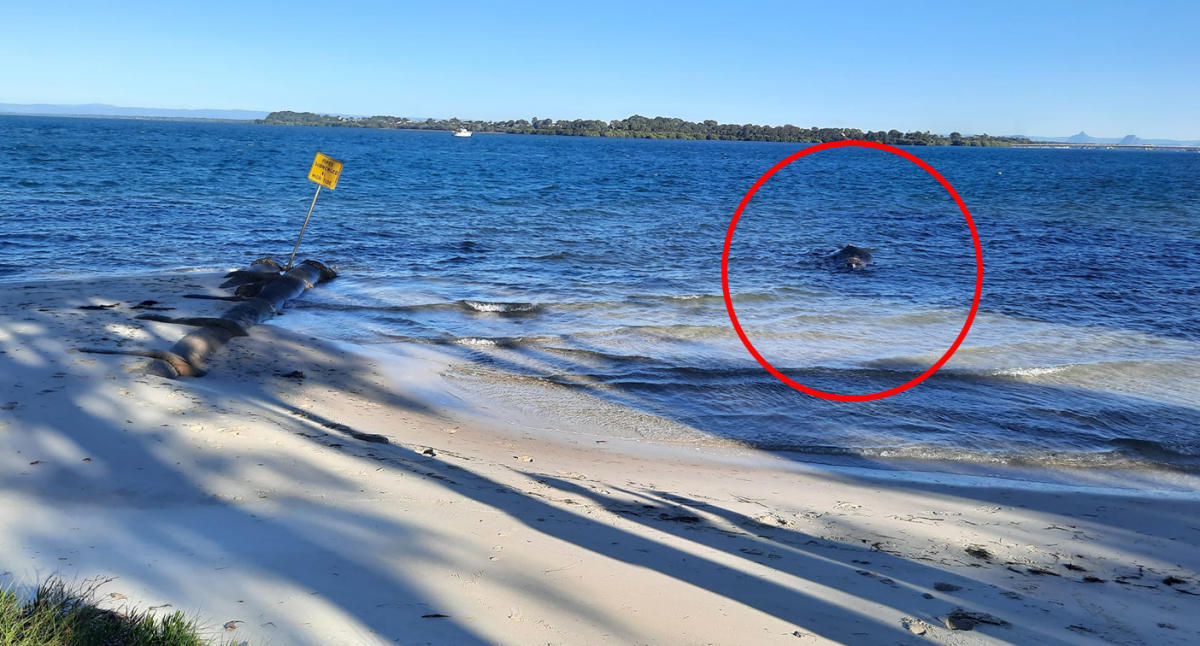 Tragic turn of events after “extremely rare” sight off Australian island