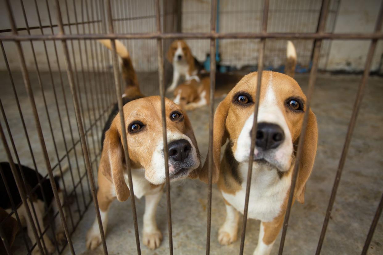 Sad Beagle Dog in cage