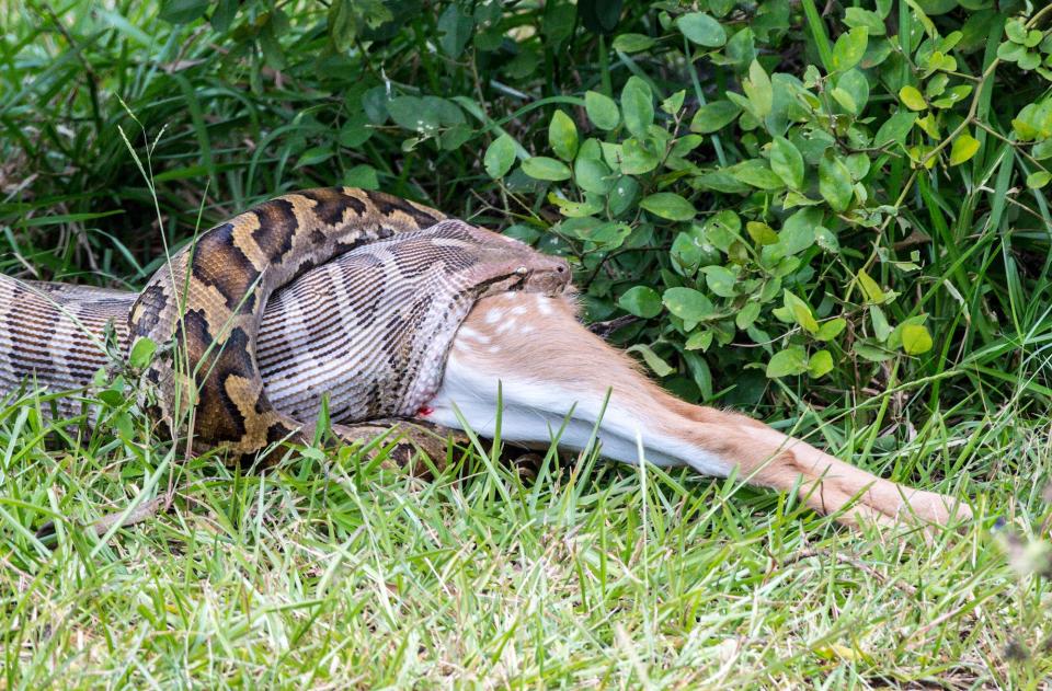 There are several other python species among the largest snakes in the world, including the Indian python pictured here.