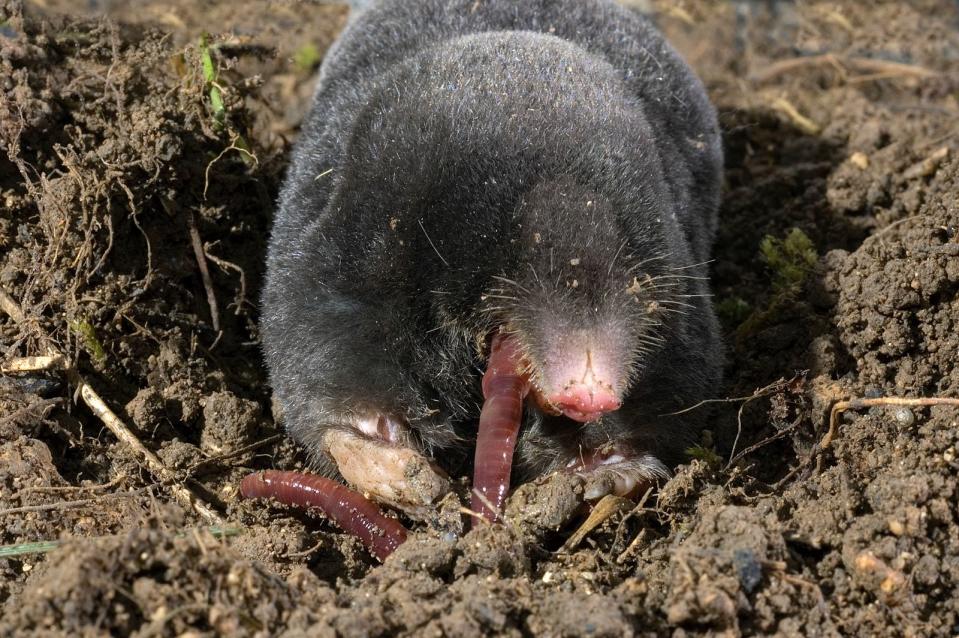 Hält den Garten sauber