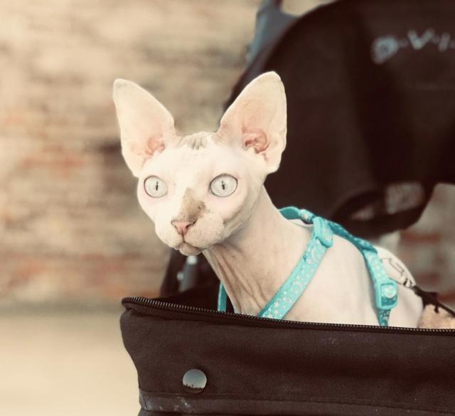 Denim Louis Vuitton T-shirt for Sphynx Cat