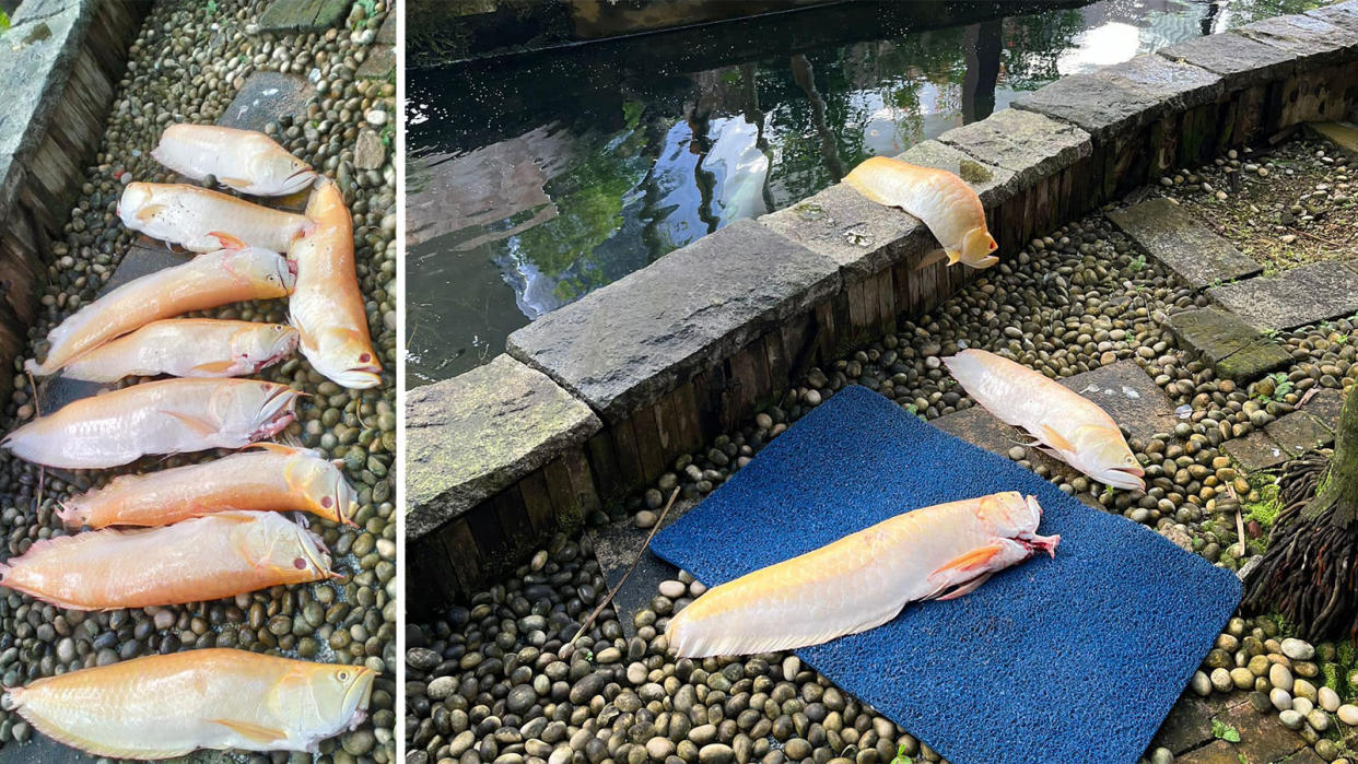 Only six of the 16 arowana, which cost at least $1,000 each, survived the ordeal after otters attacked the same Bukit Timah home. (Photo: Tham Yuen Ying)