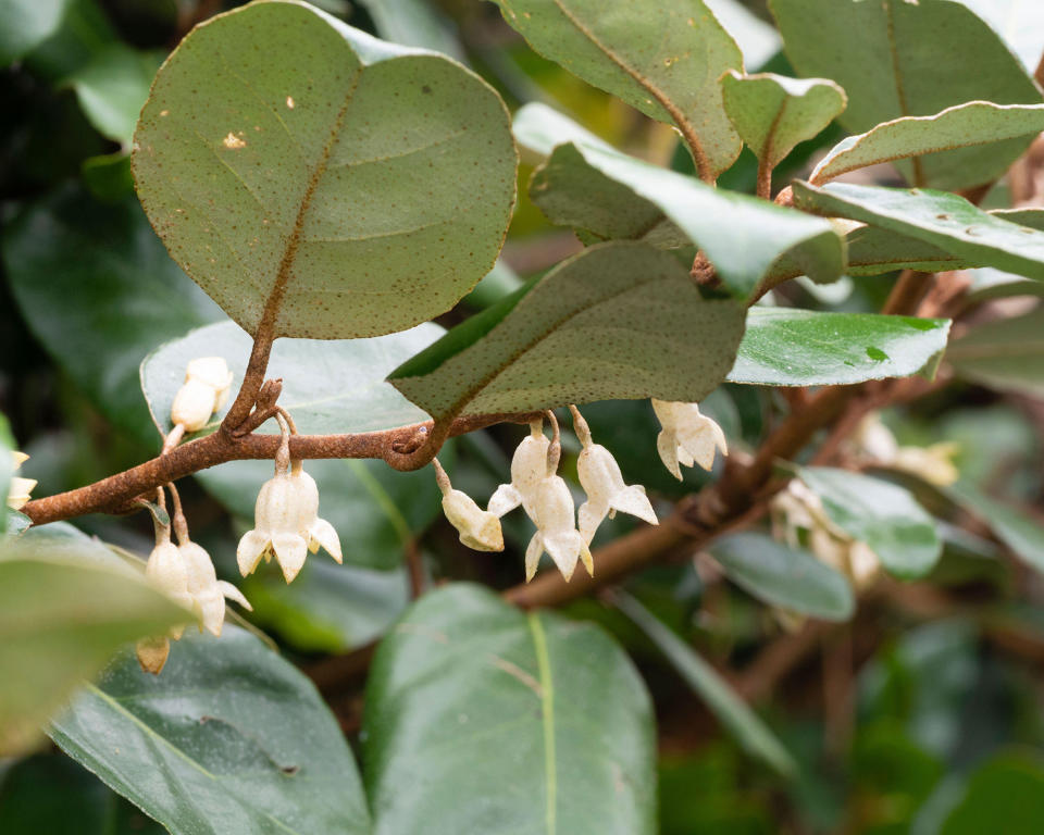 4. Ebbing's silverberry (Elaeagnus x ebbingei)