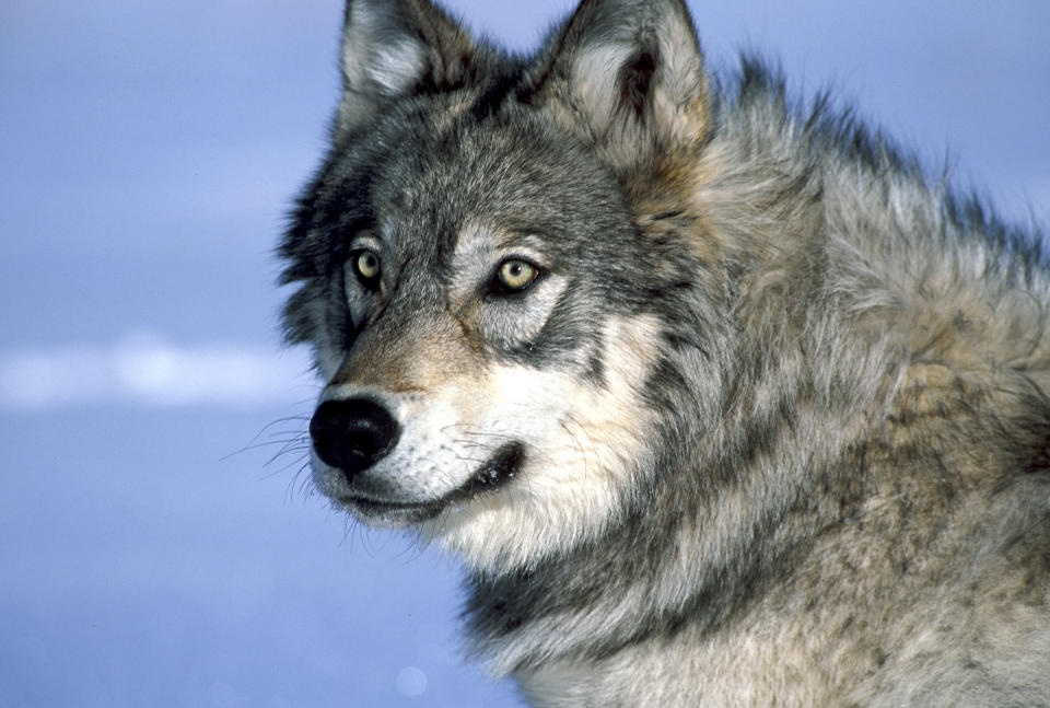 A Yellowstone wolf watches biologists after being tranquilized and fitted with a radio collar during collaring operations in Yellowstone National Park. (Photo: William Campbell via Getty Images)