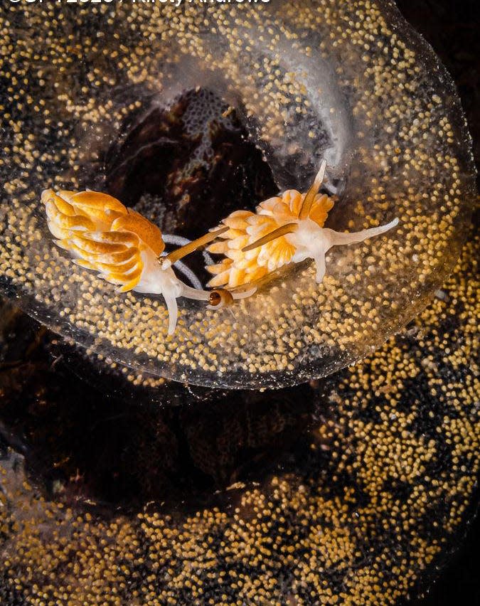 Nudibranquios alimentándose de las espirales de huevos de otras especies de nudibranquios.