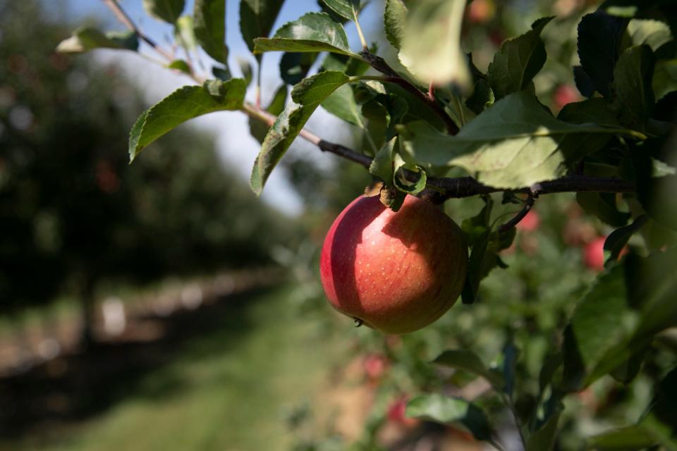 Michigan's apple season is well underway.