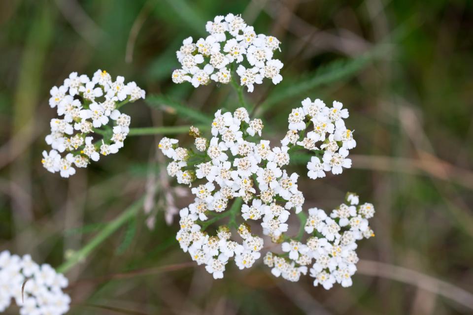 White Yarrow (Achillea millefolium) flowers growing outdoors. 