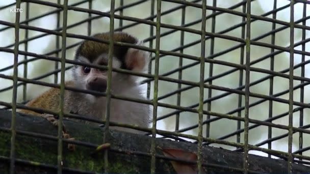 PHOTO: Twelve squirrel monkeys were stolen from an exhibit at Zooisiana in Broussard, La., on Jan. 26, 2023. There were 38 monkeys in the enclosure at the time. (KATC)