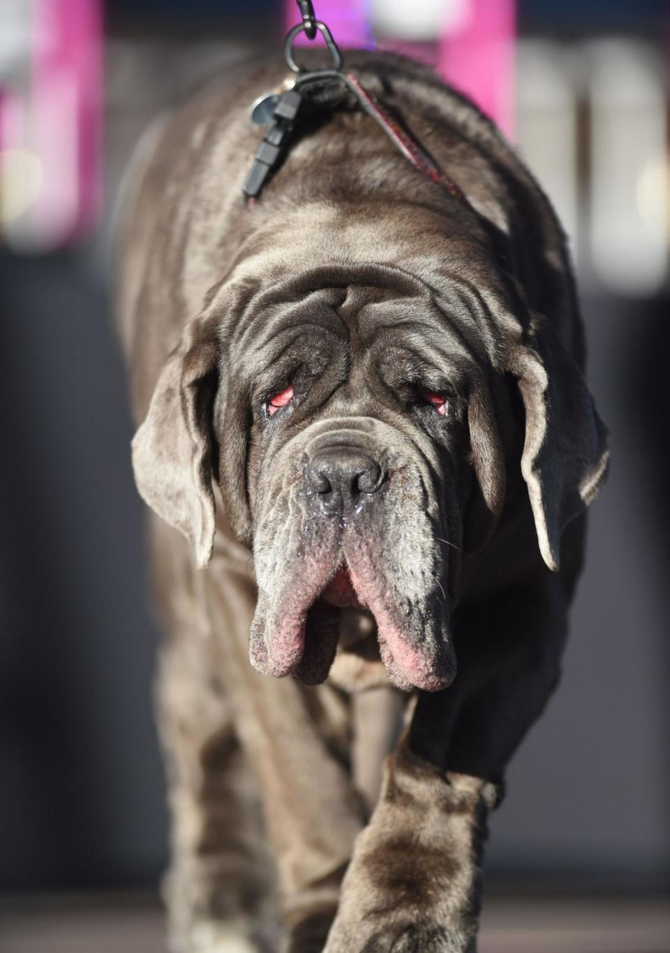 Last year's World's Ugliest Dog Competition winner Martha (AFP/Getty Images)