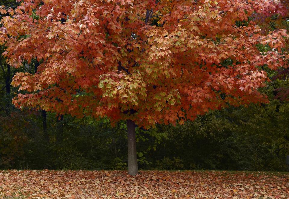 In this Journal Star file photo from October 2012, foliage from a tree on Lorentz Avenue blankets the ground below with the promise of more to come.
