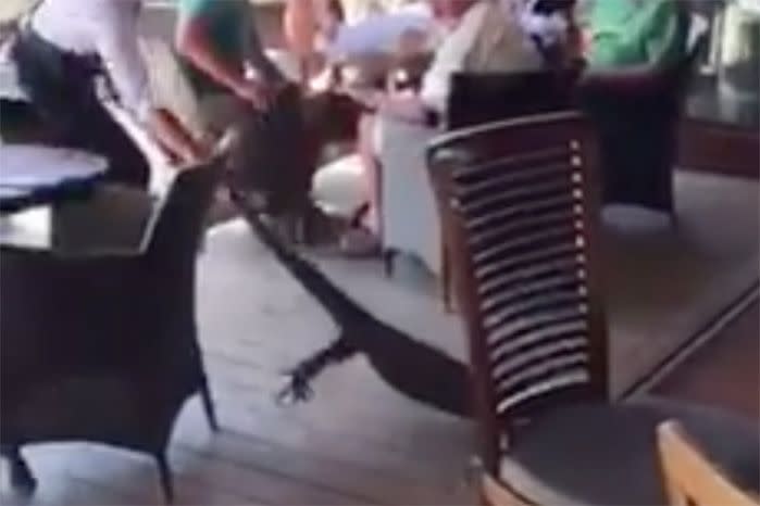 The goanna put up a decent fight as customers watched on in disbelief. Source: Facebook