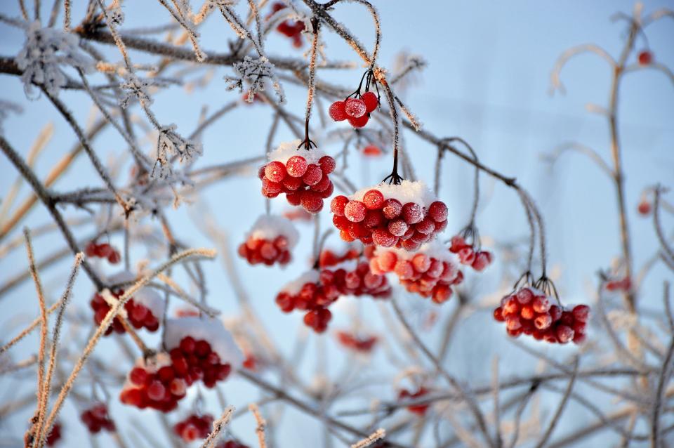 Cranberrybush viburnum is beautiful in winter landscapes.