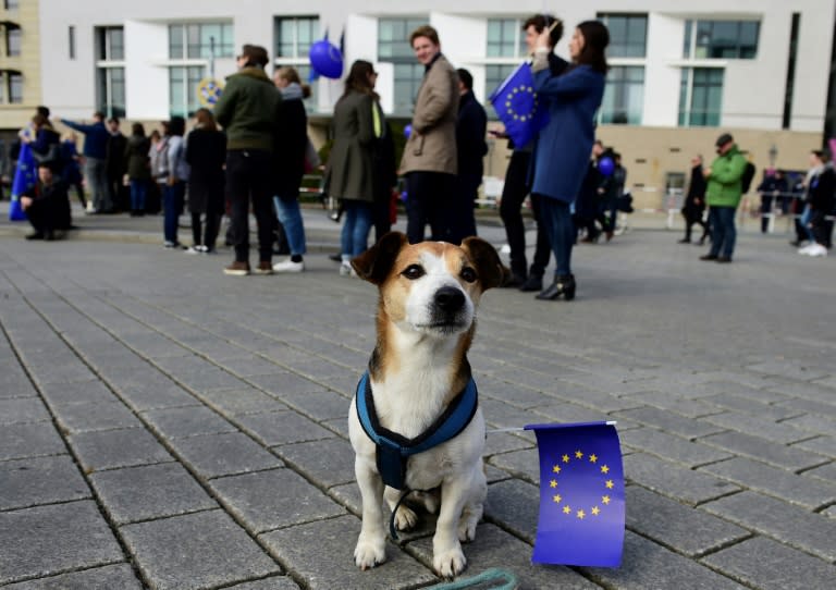 A dog carries an EU flag at a "March For Europe" demonstration in Berlin on March 25, 2017 to mark the 60th anniversary of the Treaty of Rome