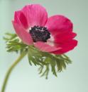 <p>While there are many varieties of anemone out there, this type can most often be spotted thanks to their wide black centers, which provide striking contrast to red, purple, and white petals. </p><p><strong>Bloom season: </strong>Fall and spring </p><p><a class="link " href="https://go.redirectingat.com?id=74968X1596630&url=https%3A%2F%2Fwww.homedepot.com%2Fp%2FVan-Zyverden-Wind-Flowers-Anemones-Meron-Bordeaux-Bulbs-Set-of-25-834051%2F301135348&sref=https%3A%2F%2Fwww.redbookmag.com%2Fhome%2Fg35661704%2Fbeautiful-flower-images%2F" rel="nofollow noopener" target="_blank" data-ylk="slk:SHOP ANEMONES;elm:context_link;itc:0;sec:content-canvas">SHOP ANEMONES </a></p>