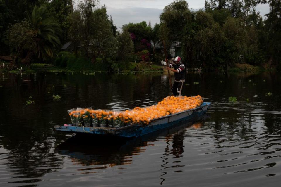 Productores de la flor de cempasúchil de los embarcaderos del Barrio Chinampero y Caltongo, en la alcaldía Xochimilco, comenzaron la distribución de las macetas de esta flor en canoas para su venta de mayoreo en los Mercados de plantas Madre Selva, Palacio de la Flor y Central de Abastos